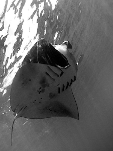Manta by Iyad Suleyman 
